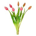 bouquet di tulipani