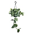 golden pothos
