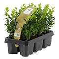 Hedge plant