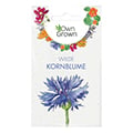 Kornblumensamen