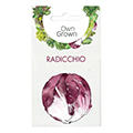 Radicchiosamen
