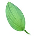 hosta