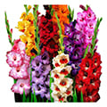 gladiolus