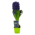 hyacinth