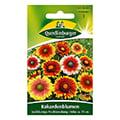 gaillardia