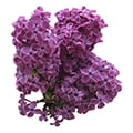 lilas