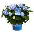 hortensia