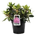 Rododendro