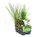 Plante de bassin