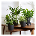 Plante d'intérieur