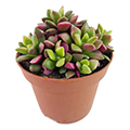 Succulent