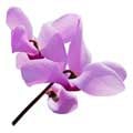 cyclamen