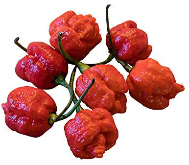 Trinidad Scorpion Moruga Red 10 Samen (War bis vor kurzen noch die schärfste Chli der Welt) mit 2.000.000 Scoville Von ''Samenchilishop''