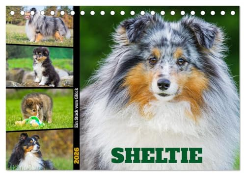 Sheltie - Ein Stück vom Glück (Tischkalender 2026 DIN A5 quer), CALVENDO Monatskalender: In 13 wunderschönen Fotos stellt die Tierfotografin Sigrid ... liebenswerte Hunderasse vor. (CALVENDO Tiere)