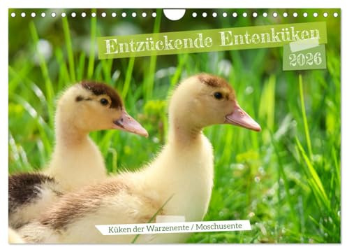 Entzückende Entenküken (Wandkalender 2026 DIN A4 quer), CALVENDO Monatskalender: Bezaubernde Tierfotografie (CALVENDO Tiere)