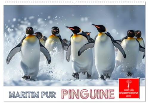 Maritim pur - Pinguine (Wandkalender 2026 DIN A2 quer), CALVENDO Monatskalender: Im Wasser elegant und geschickt -an Land ungelenk (CALVENDO Tiere)