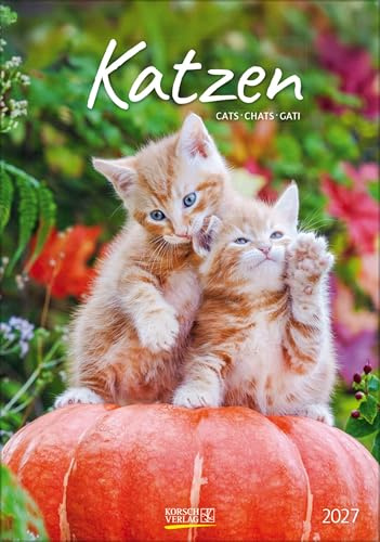 Katzen 2027: Wandkalender mit Fotos von Katzen. Format 23,5 x 33,5 cm.