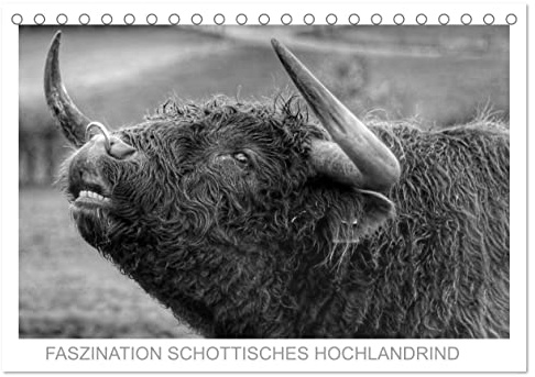 Faszination Schottisches Hochlandrind (Tischkalender 2026 DIN A5 quer), CALVENDO Monatskalender: Sie sind imposant, stolz und gutmütig. Sie trafen ... und berührten meine Seele. (CALVENDO Tiere)