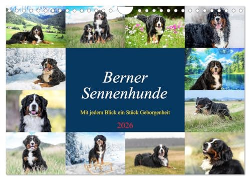 Berner Sennenhunde - Mit jedem Blick ein Stück Geborgenheit (Wandkalender 2026 DIN A4 quer), CALVENDO Monatskalender: Bilder die Herz und Seele berühren (CALVENDO Tiere)