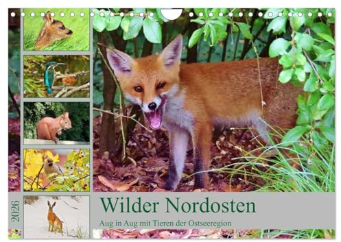 Wilder Nordosten - Aug in Aug mit Tieren der Ostseeregion (Wandkalender 2026 DIN A4 quer), CALVENDO Monatskalender: Tiere und Vögel an der Ostseeküste (CALVENDO Tiere)