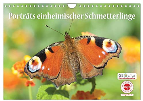 GEOclick Lernkalender: Porträts einheimischer Schmetterlinge (Wandkalender 2026 DIN A4 quer), CALVENDO Monatskalender: Lernkalender über einheimische ... kostenlosem Arbeitsmaterial. (CALVENDO Tiere)