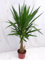 [Palmenlager] Yucca elephantipes Puck 80-90 cm - verzweigt - dicker Stamm - / Yucca-Palme/Zimmerpflanze