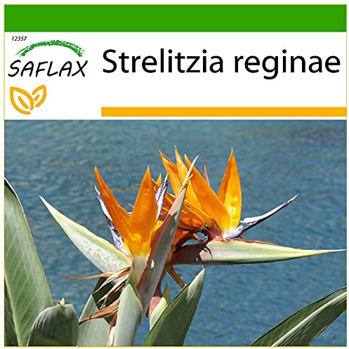 SAFLAX - Oiseau de paradis (reginae) - 5 graines - Avec substrat - Strelitzia reginae