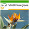 SAFLAX - Oiseau de paradis (reginae) - 5 graines - Avec substrat - Strelitzia reginae