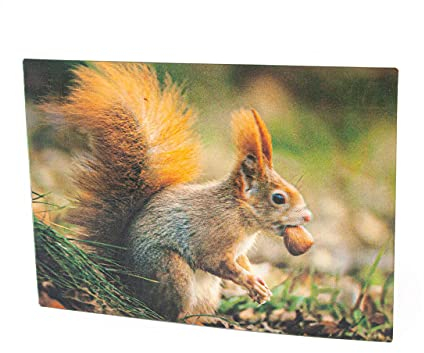 3 D Ansichtskarte Eichhörnchen, Postkarte Wackelkarte Hologrammkarte Tiere Tier