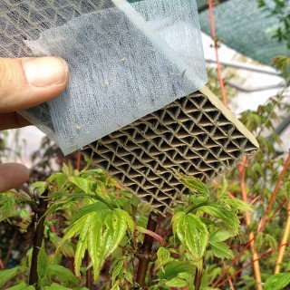 500 Stück Florfliegenlarven - Nützling u.a. gegen Blattläuse und Thrips