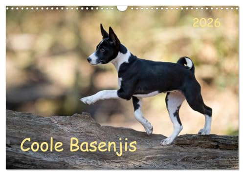 Coole Basenjis (Wandkalender 2026 DIN A3 quer), CALVENDO Monatskalender: BASENJI - die ganz besondere Hunderasse (CALVENDO Tiere)