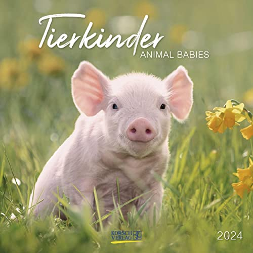 Tierkinder 2024: Broschürenkalender mit Ferienterminen. Babys von Tieren in süßen Bildern. 30 x 30 cm