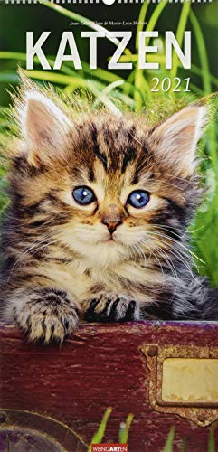 Katzen XL Kalender 2021
