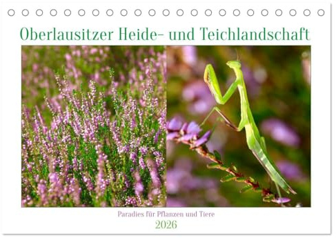 Oberlausitzer Heide- und Teichlandschaft (Tischkalender 2026 DIN A5 quer), CALVENDO Monatskalender: Pflanzen und Tiere der Oberlausitzer Heide- und Teichlandschaft (CALVENDO Natur)
