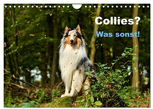 Collies? Was sonst! (Wandkalender 2026 DIN A4 quer), CALVENDO Monatskalender: Wundervolle Fotografien einer tollen Hunderasse: Der Collie. (CALVENDO Tiere)