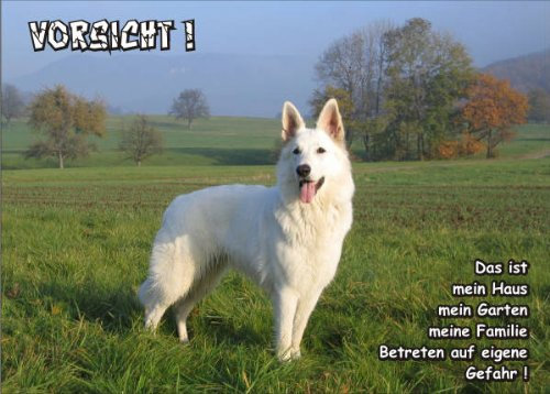 INDIGOS UG SE706 Plaque de porte humoristique en aluminium Dibond de qualité supérieure avec inscription « Attention chien berger blanc suisse » pour cage, chenil, animal domestique, porte, animaux,