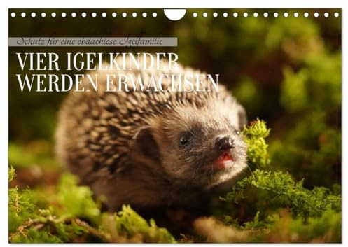 Schutz für eine obdachlose Igelfamilie - Vier Igelkinder werden erwachsen. (Wandkalender 2026 DIN A4 quer), CALVENDO Monatskalender: Igel benötigen ... da ihr altes zerstört wurde. (CALVENDO Tiere)