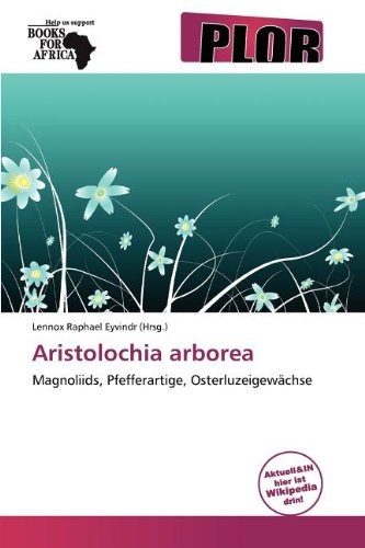 Aristolochia Arborea: Magnoliids, Pfefferartige, Osterluzeigewächse