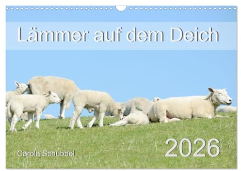 Lämmer auf dem Deich (Wandkalender 2026 DIN A3 quer), CALVENDO Monatskalender: Tierkinder und besonders die Lämmer im Frühling sind immer wieder schön anzuschauen. (CALVENDO Tiere)