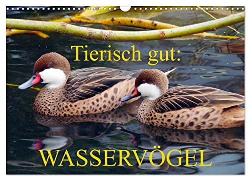 Tierisch gut: Wasservögel (Wandkalender 2026 DIN A3 quer), CALVENDO Monatskalender: Enten, Gänse und Schwäne in ihrem Element (CALVENDO Tiere)
