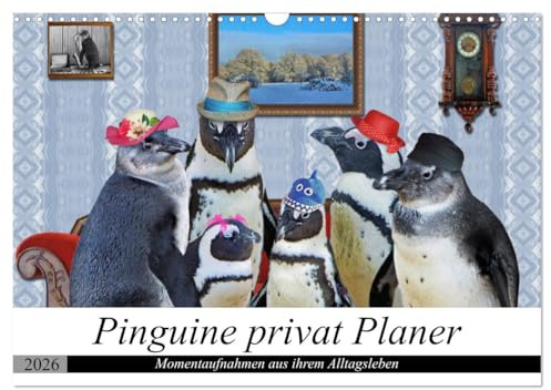 Pinguine privat Planer (Wandkalender 2026 DIN A3 quer), CALVENDO Monatskalender: Momentaufnahmen aus ihrem Alltag (CALVENDO Spass)