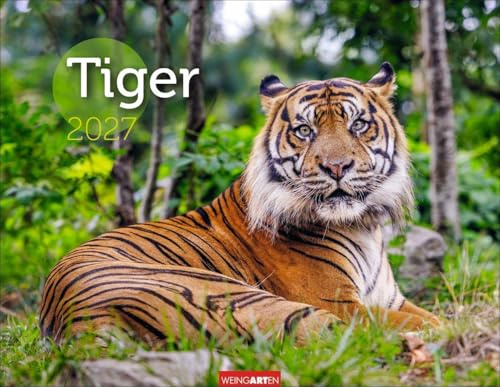 Tiger Kalender 2027: Die majestätischen Großkatzen in einem großen Wand-Kalender. Hochwertiger Fotokalender mit Porträts der verschiedenen Tigerarten 44 x 34 cm Querformat