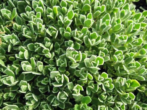 Staudenkulturen Wauschkuhn Aubrieta cultorum 'Silberrand' - Blaukissen - Staude im 9cm Topf