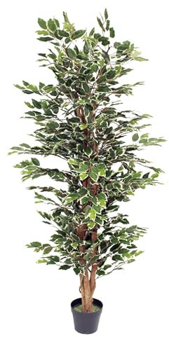 Blooming Artificial - Ficus Tree Artificial Plant, Large Fake Plant in Pot for House and Indoors, Year Round Decorative Realistic Faux Foliage (Variegated) (150cm/ 5ft)