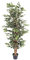 Blooming Artificial - Ficus Tree Artificial Plant, Large Fake Plant in Pot for House and Indoors, Year Round Decorative Realistic Faux Foliage (Variegated) (150cm/ 5ft)