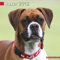 Kalender 2012 Boxer (Euro) - Deutschen Boxers