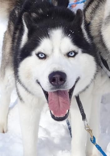 Schau mir in die Augen, Mensch!: Aus dem Leben einer huskyverrückten Familie