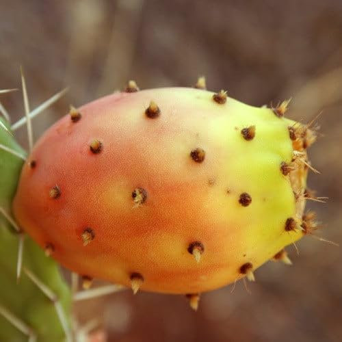 Plant World Seeds - Opuntia Ficus Indica Seeds (Tropical and Conservatory Seeds)
