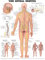 The Spinal Nerves Anatomical Chart