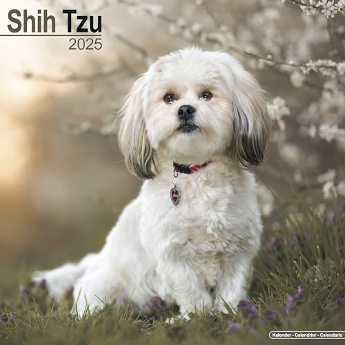 Shih Tzu 2025 – 16-Monatskalender: Original Avonside-Kalender [Mehrsprachig] [Kalender] (Wall-Kalender)